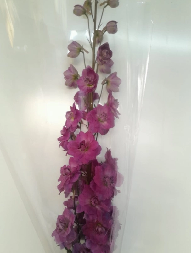 Delphinium delphinium maria rose