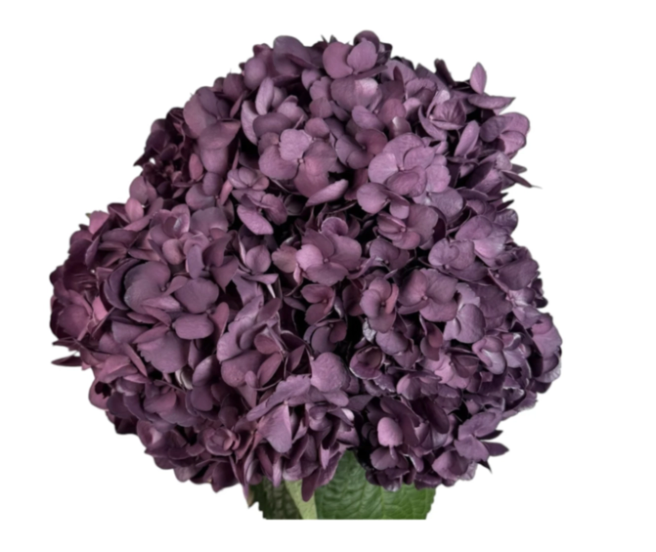 Hydrangea jumbo velvet love