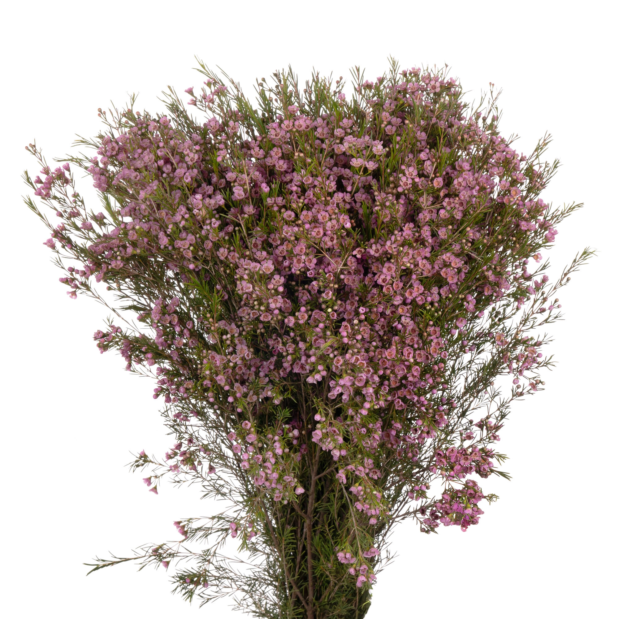 Chamelaucium wendy rose | Wholesale flowers, plants and supplies Chamelaucium wendy rose