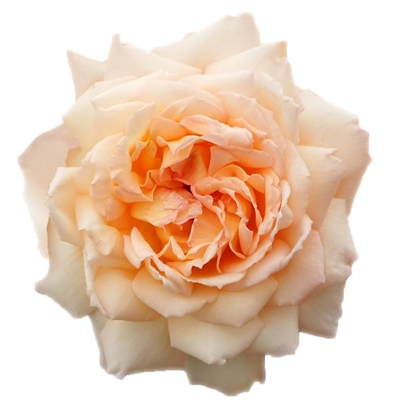 Rose princess holly's hope | Wholesale flowers, plants and supplies Rose princess holly's hope