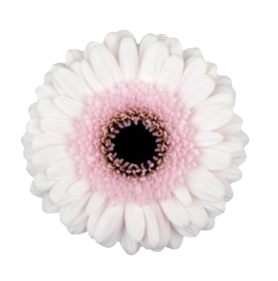 Gerbera Mini kokomo