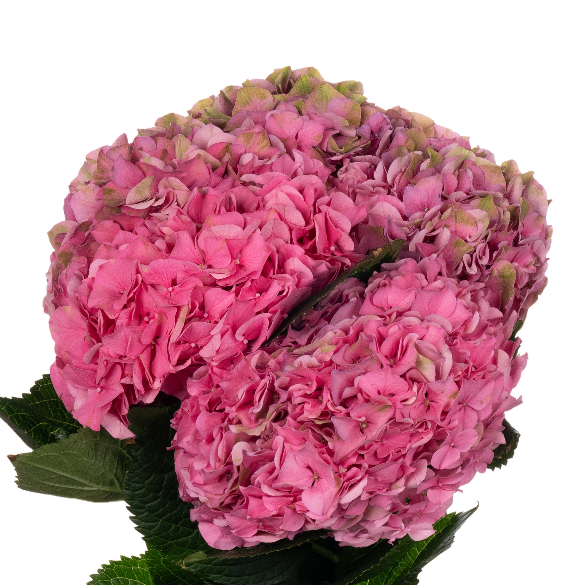 Hydrangea glowing alps classic pink