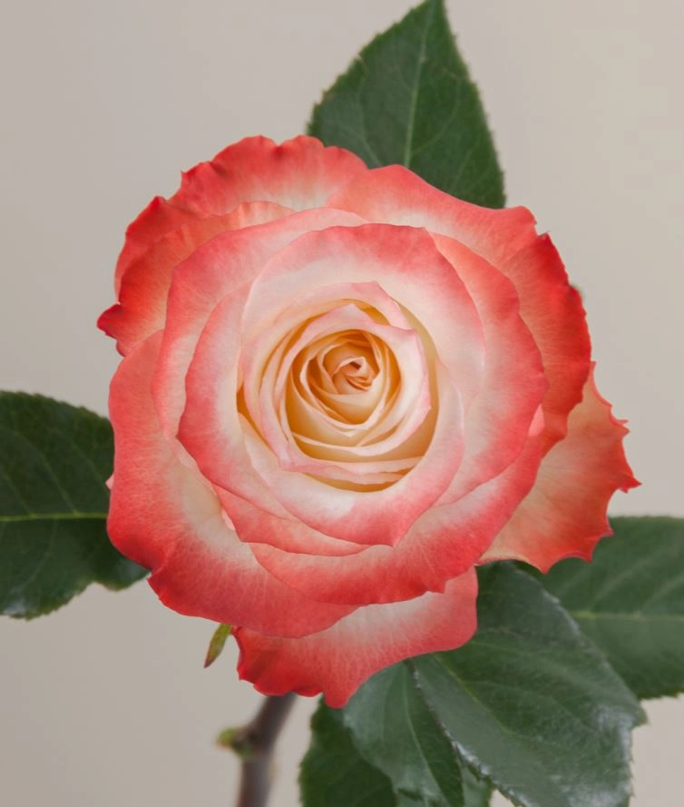 Rose cabaret