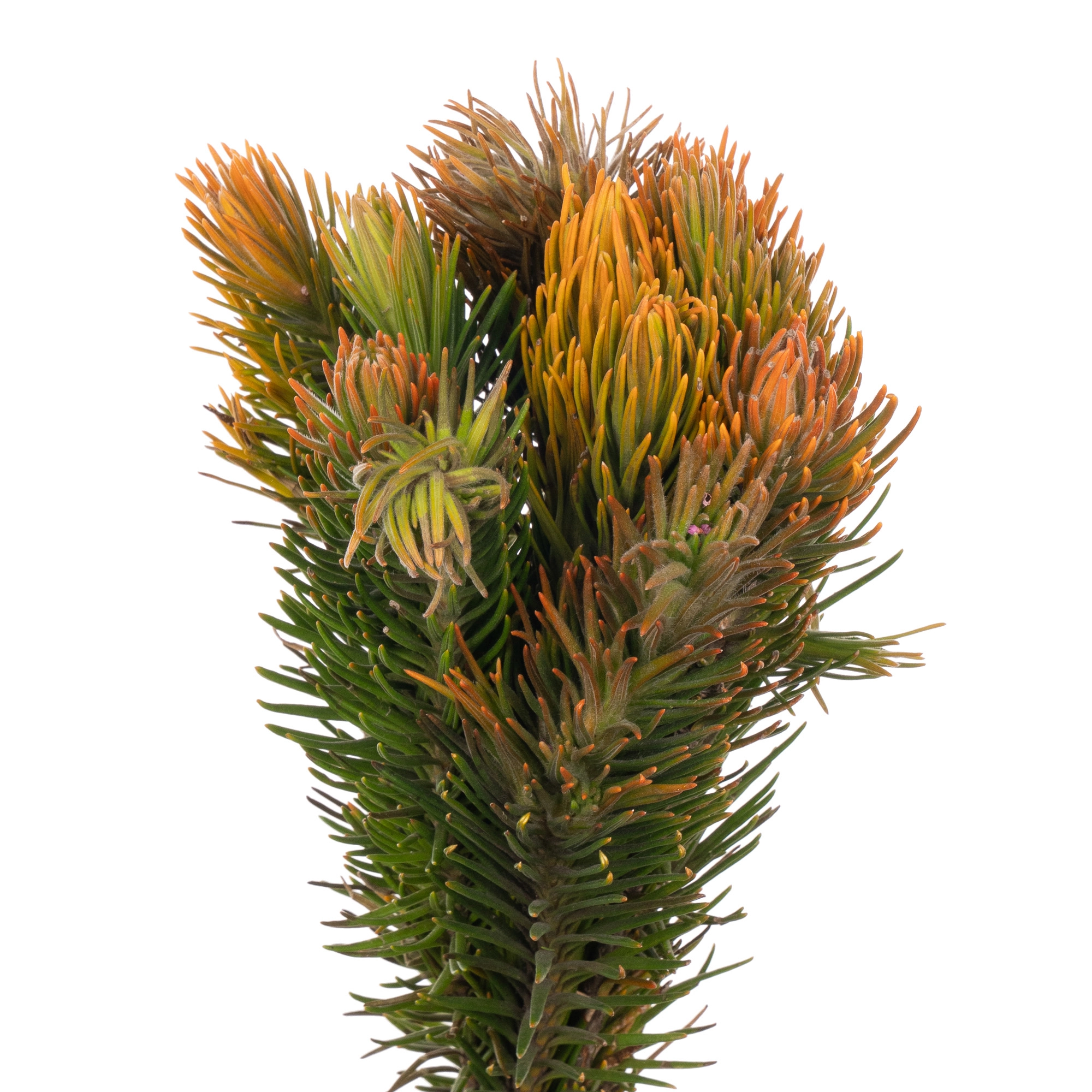 Retzia capensis