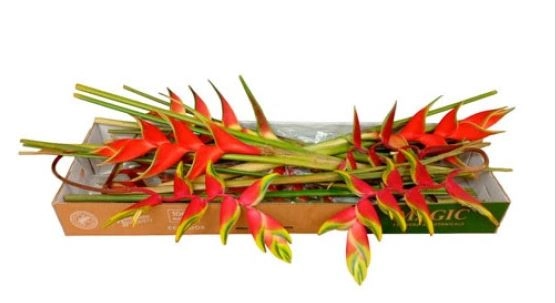 Heliconia mix