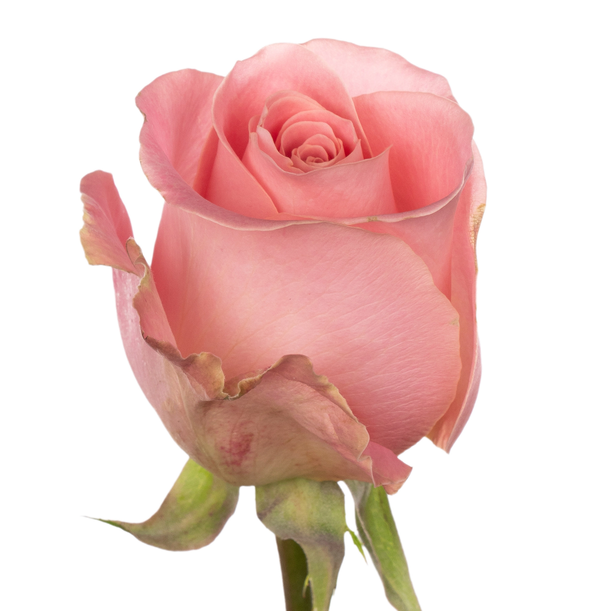 Rose hermosa