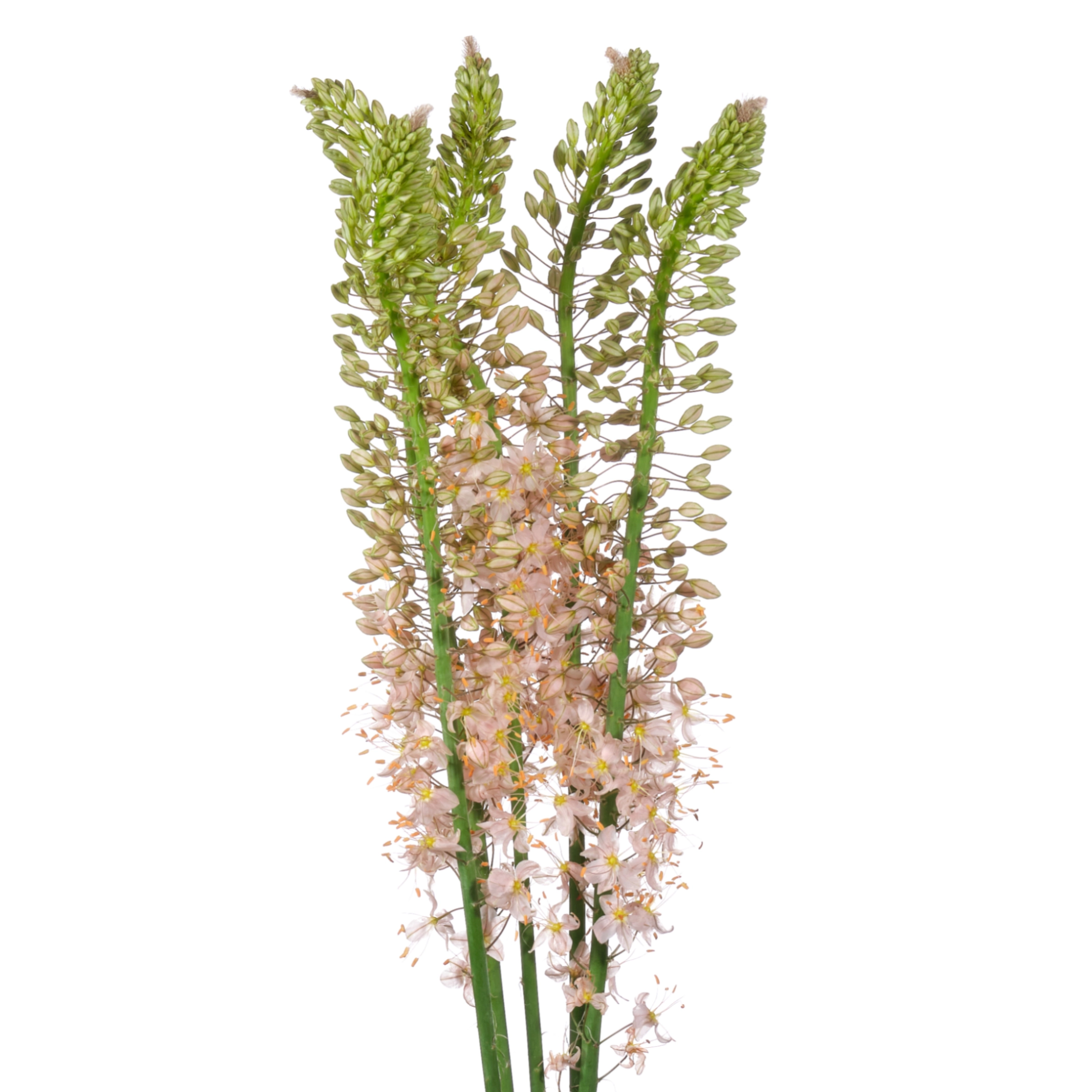 Eremurus romance