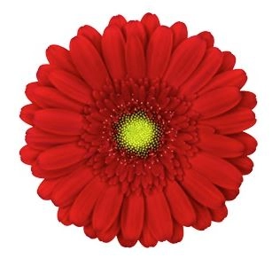 Gerbera Mini phoenix