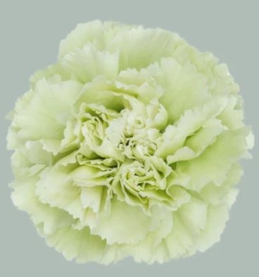 Carnation prado mint