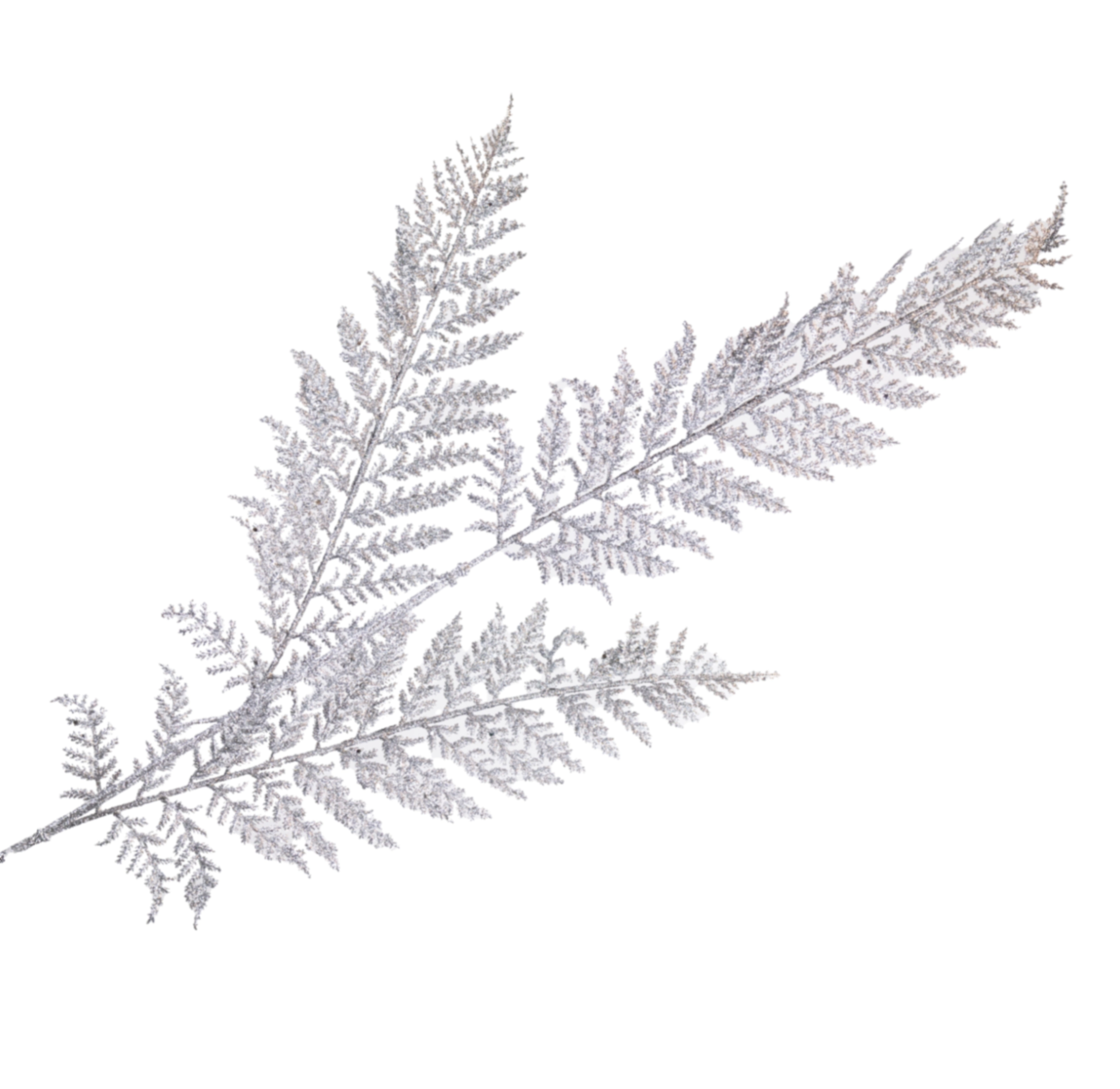Christmas spray fern