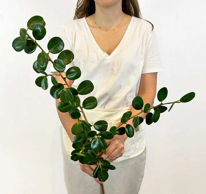 Blad monedita | Wholesale flowers, plants and supplies Blad monedita