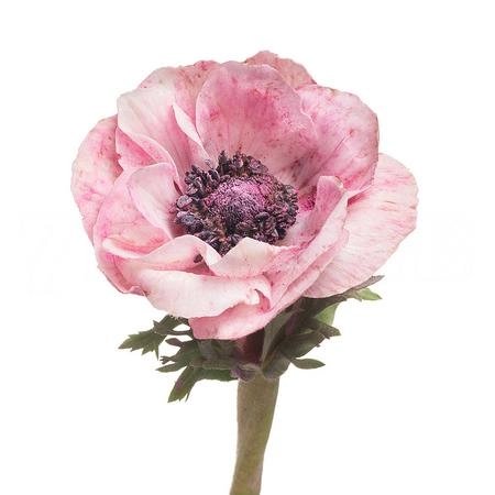 Anemone powder pink