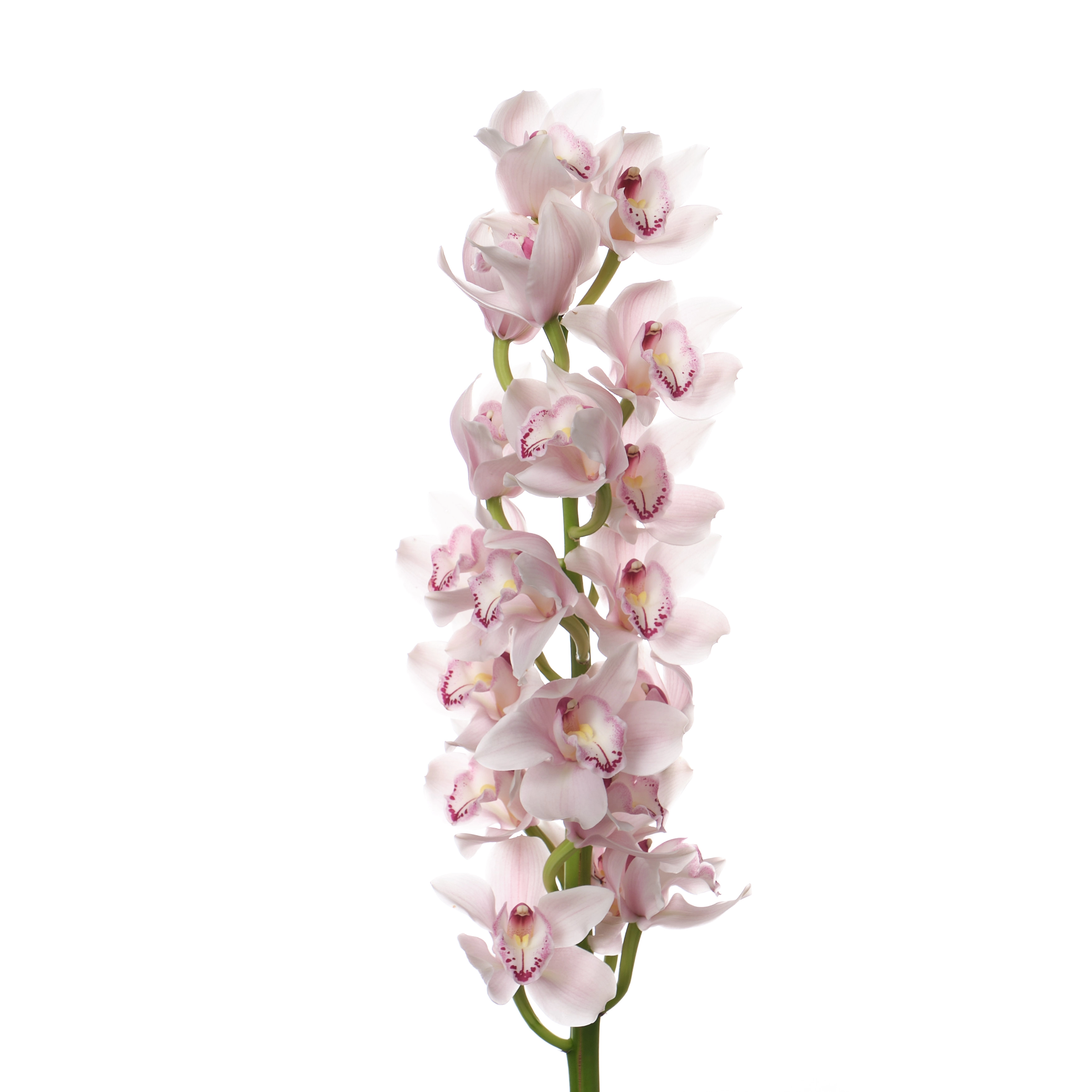 Cymbidium delmonte