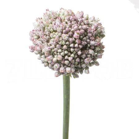Allium ampeloprasum