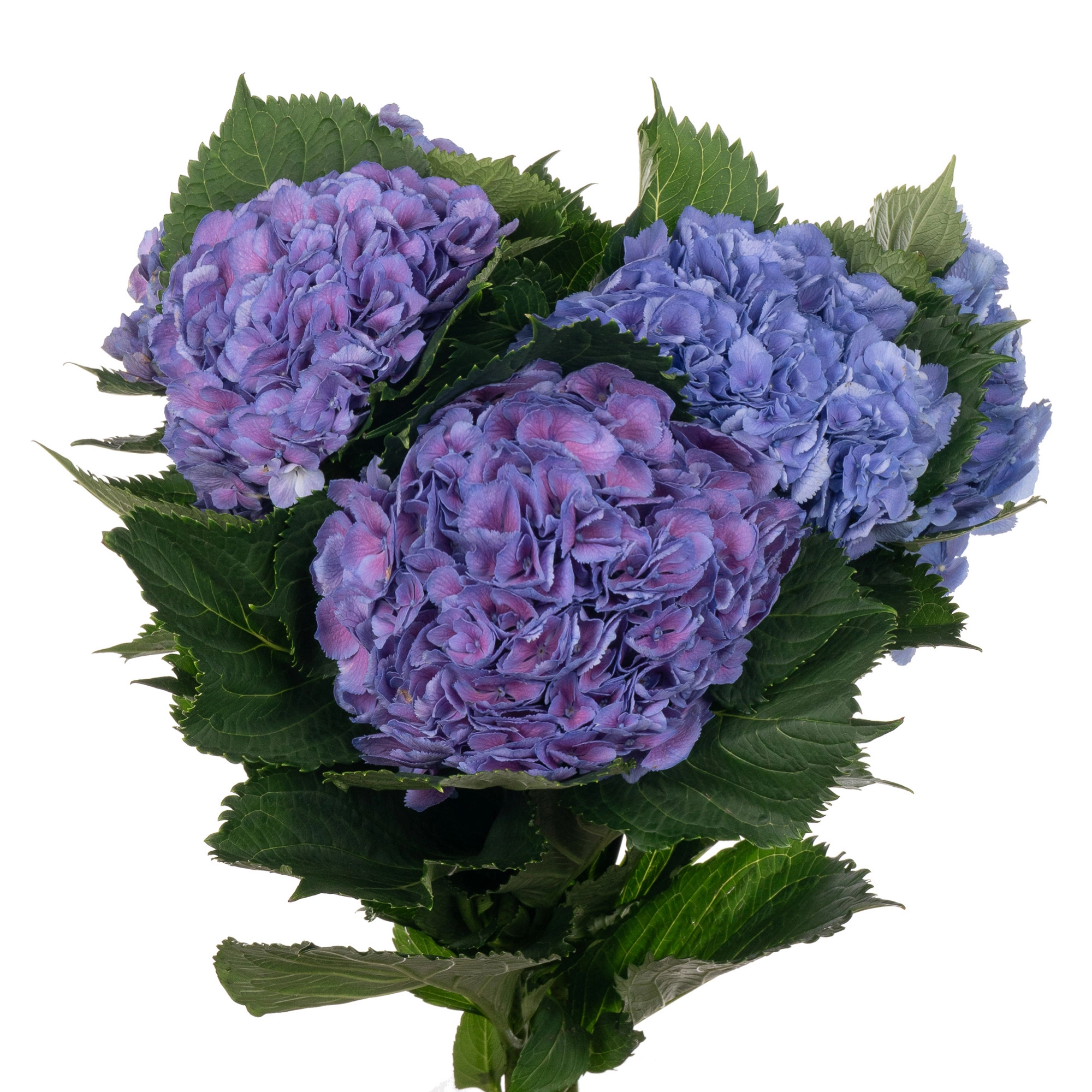 Hydrangea elbtal blue