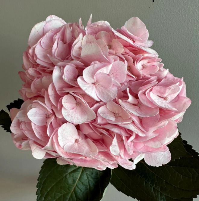 Hydrangea jumbo rebeca pink | Wholesale flowers, plants and supplies Hydrangea jumbo rebeca pink