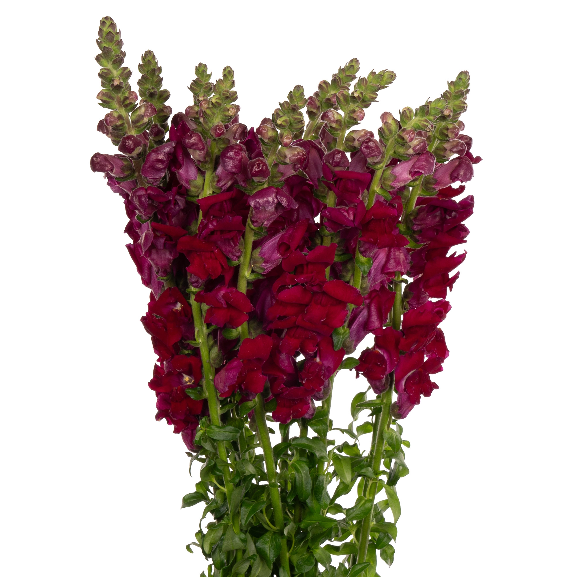 Antirrhinum red | Wholesale flowers, plants and supplies Antirrhinum red