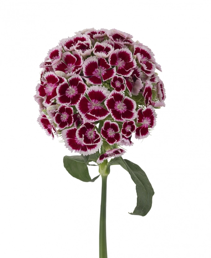 Carnation kiwi kico polka maroun | Wholesale flowers, plants and supplies Carnation kiwi kico polka maroun