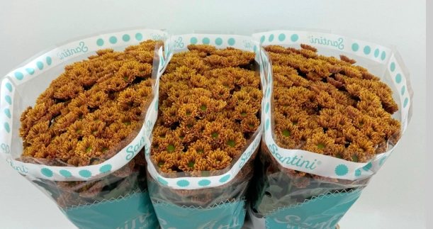 Chrysanthemum santini kindly orange