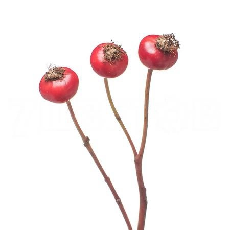 Rose Hip amazing fantasy