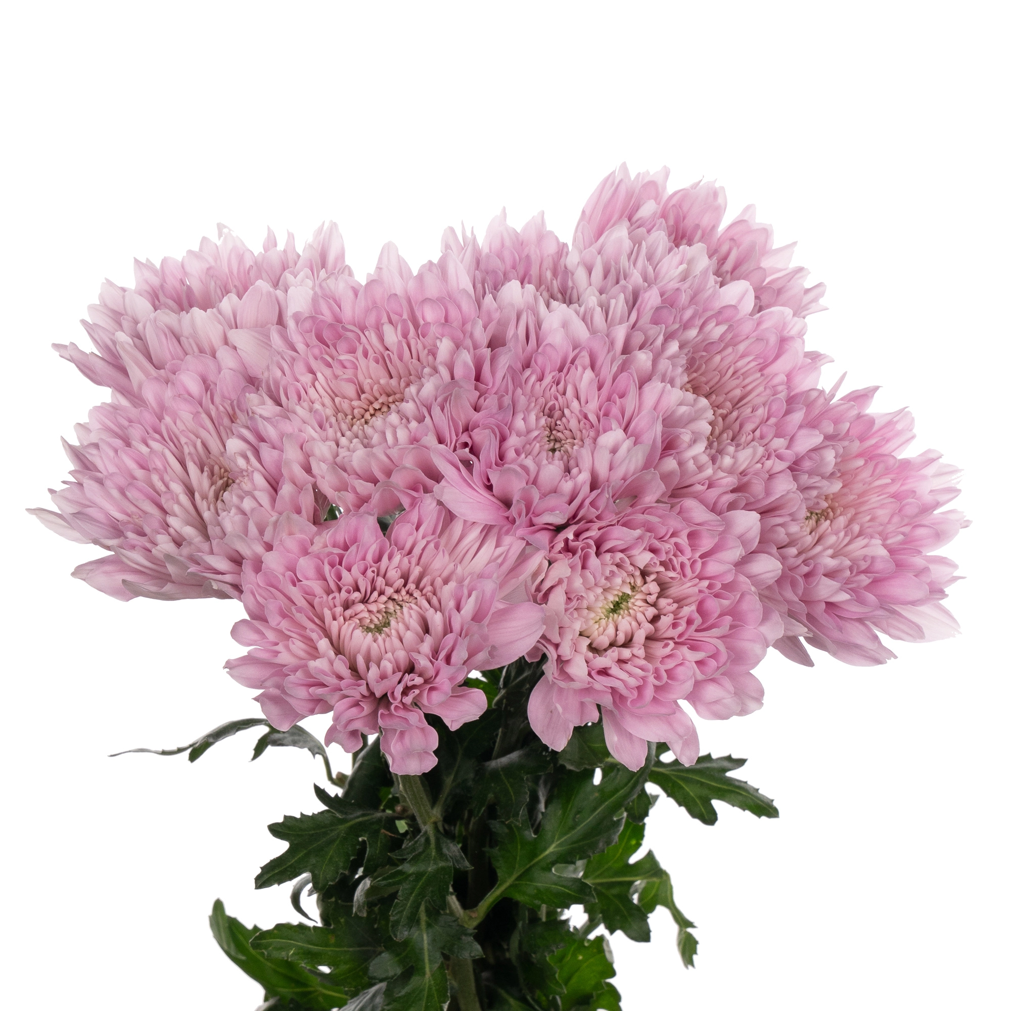 Chrysanthemum petruska