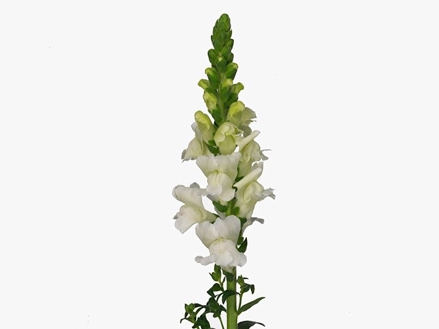 Antirrhinum orleans white