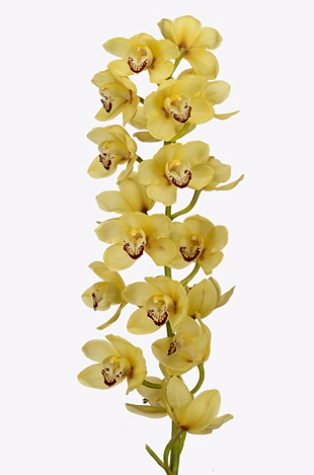 Cymbidium hms. marbella | Wholesale flowers, plants and supplies Cymbidium hms. marbella
