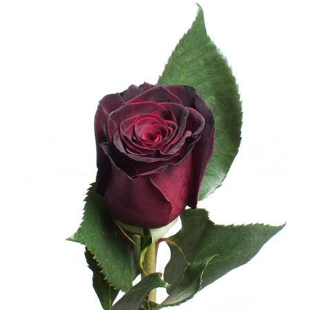 Rose black baccara