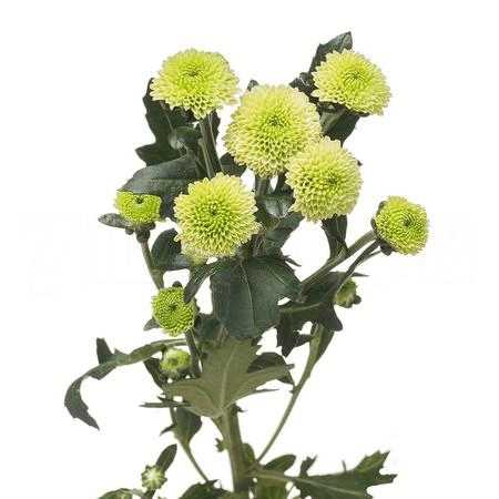 Chrysanthemum santini calimero minty