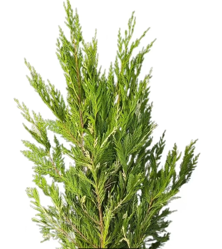 Cypress gold