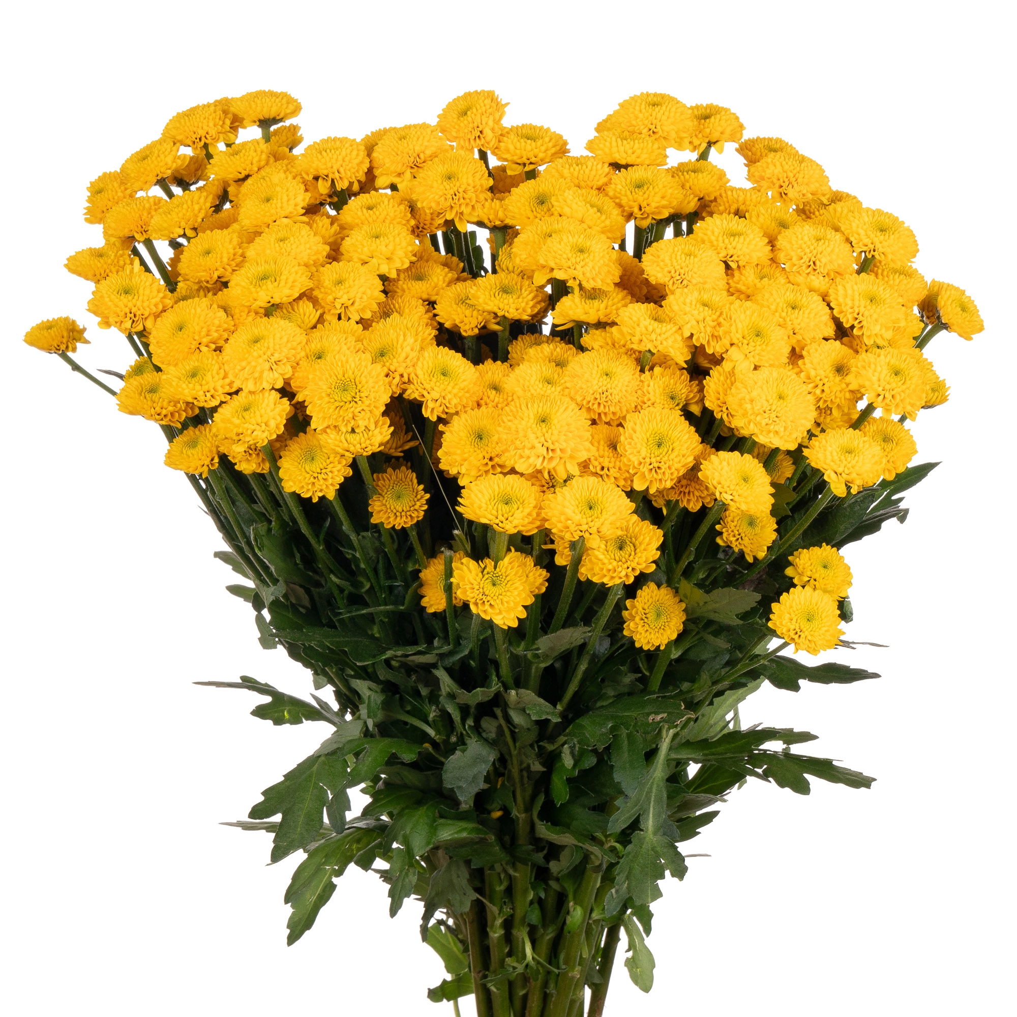 Chrysanthemum santini aurinko | Wholesale flowers, plants and supplies Chrysanthemum santini aurinko