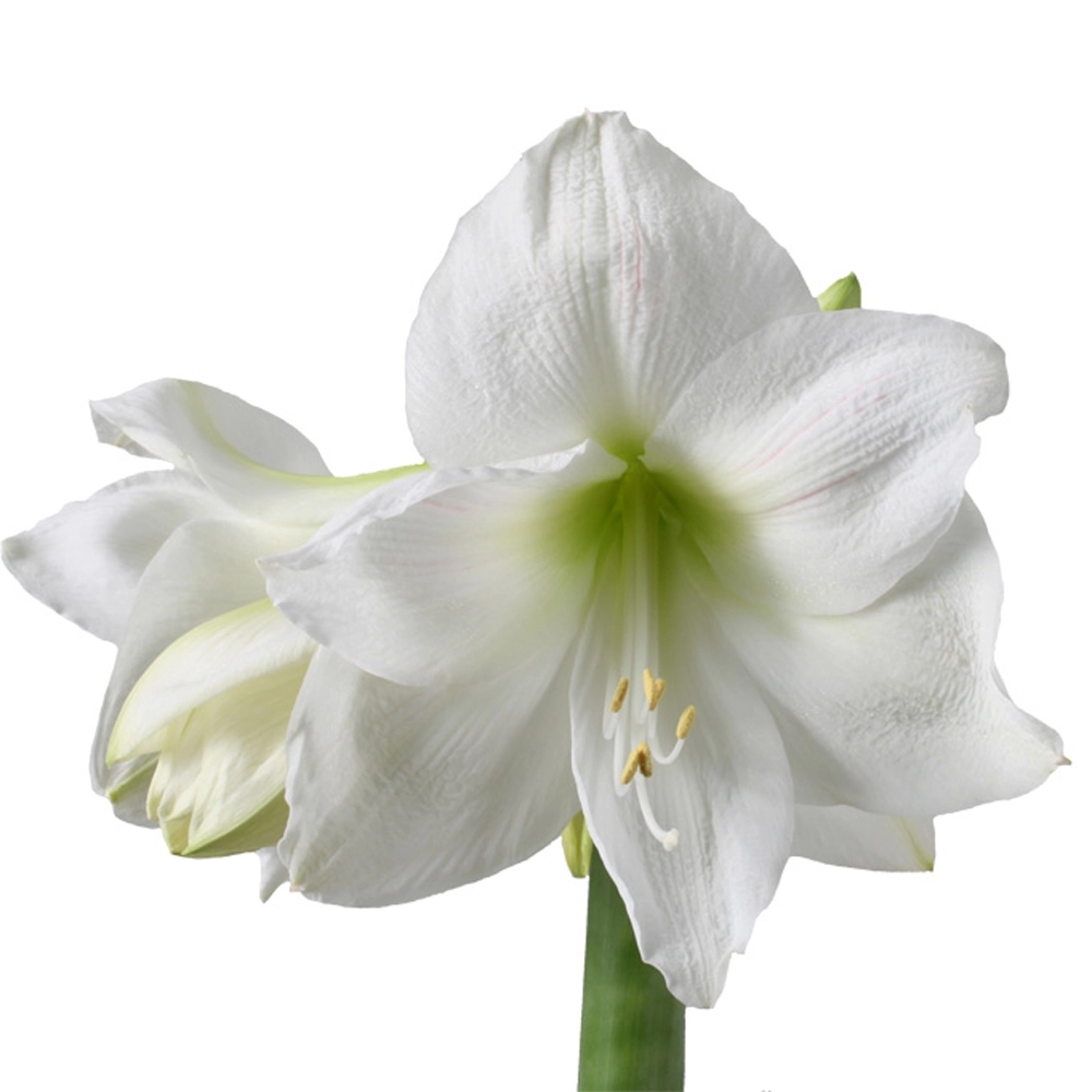 Hippeastrum mont blanc | Wholesale flowers, plants and supplies Hippeastrum mont blanc