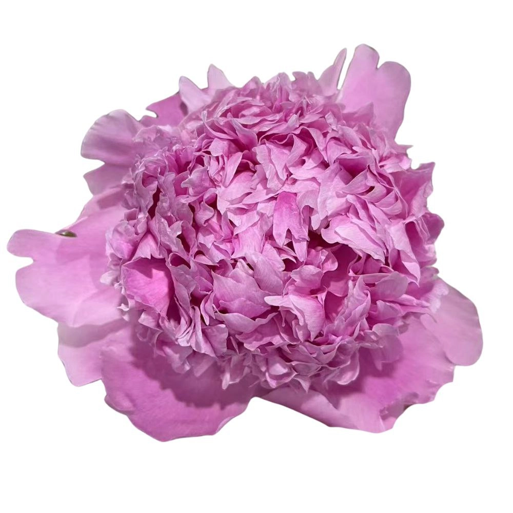 Paeonia blue fiji