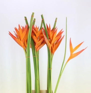 Heliconia golden orange