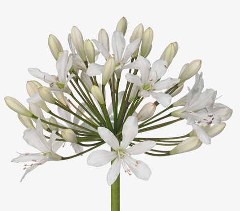 Agapanthus white