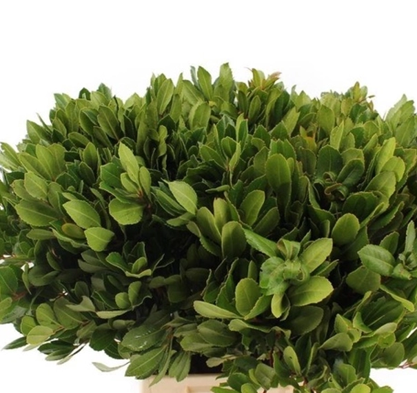 Blad Arbutus unedo