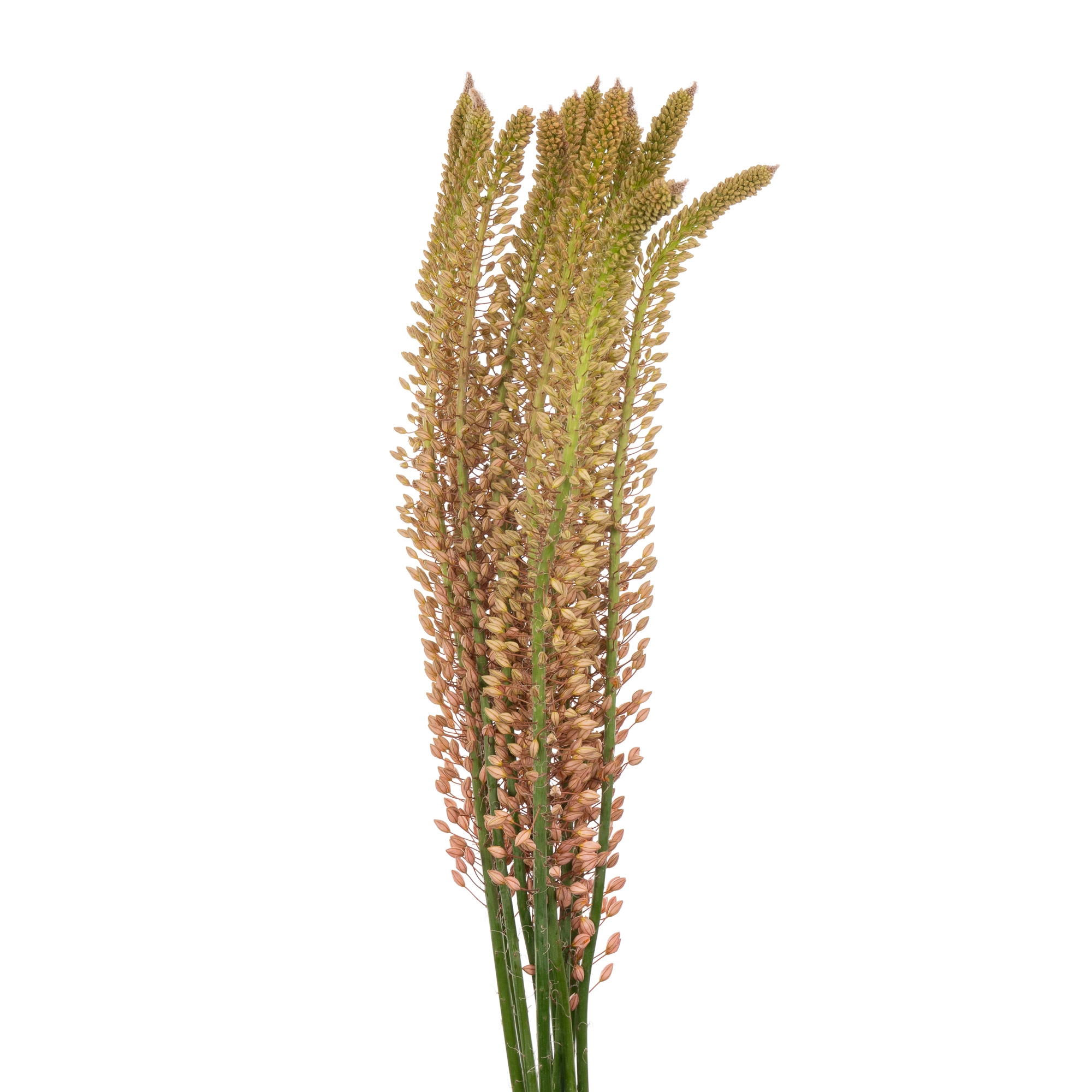 Eremurus pink
