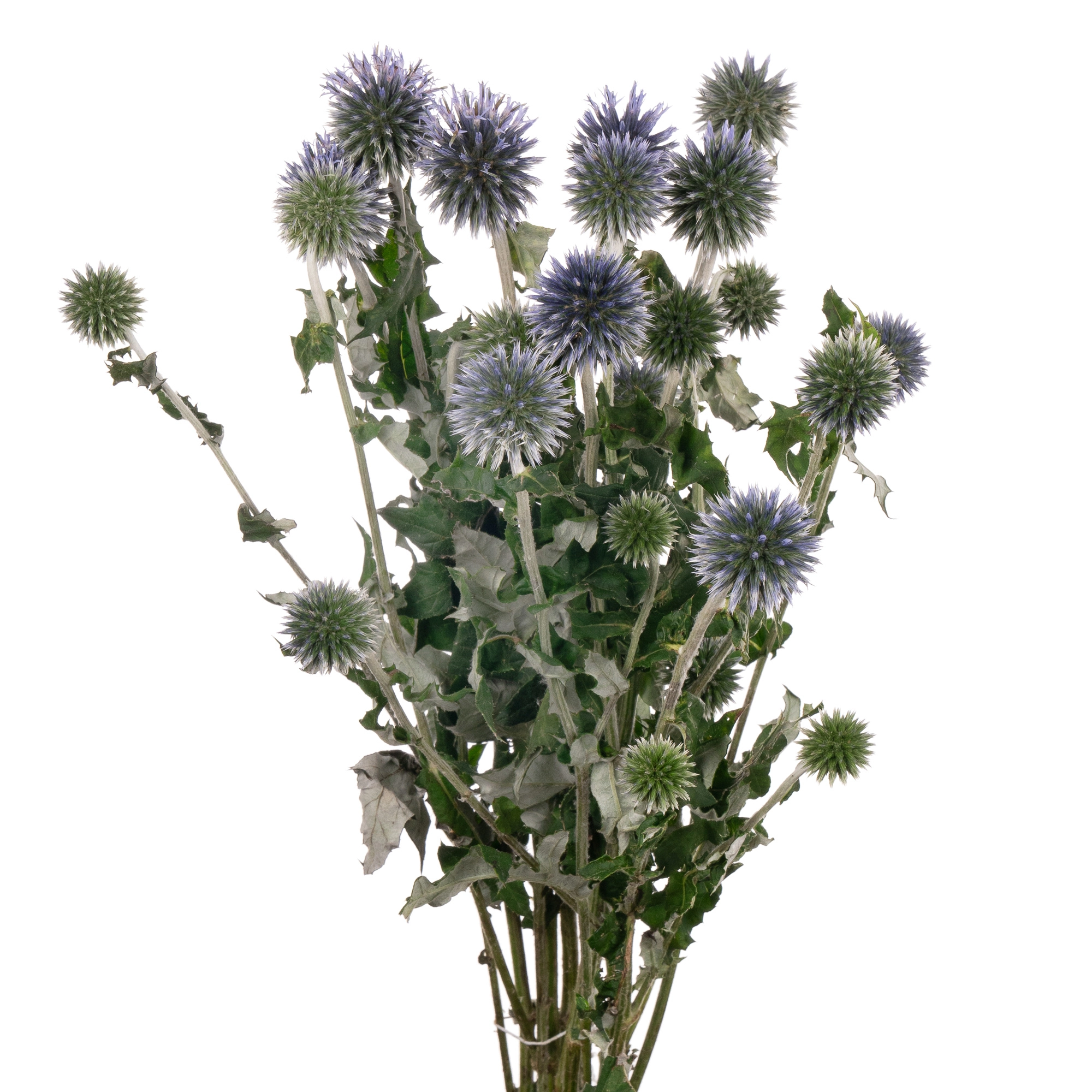 Echinops blue globe