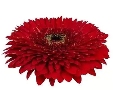 Gerbera gerponi big band