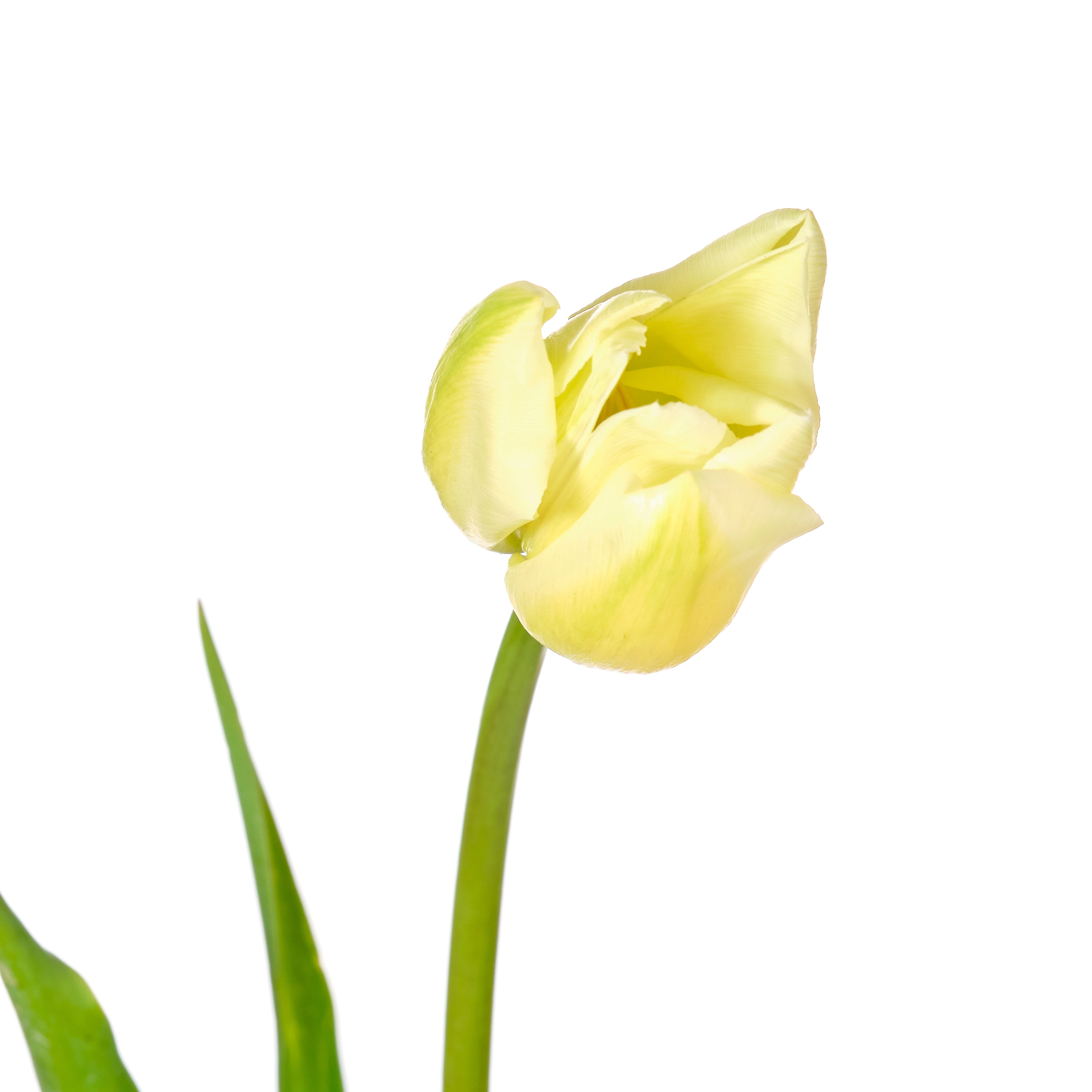 Tulip enkel maureen | Wholesale flowers, plants and supplies Tulip enkel maureen