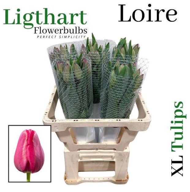 Tulip enkel loire | Wholesale flowers, plants and supplies Tulip enkel loire