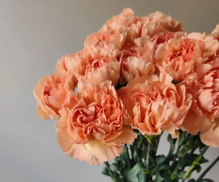 Cutted flowers
